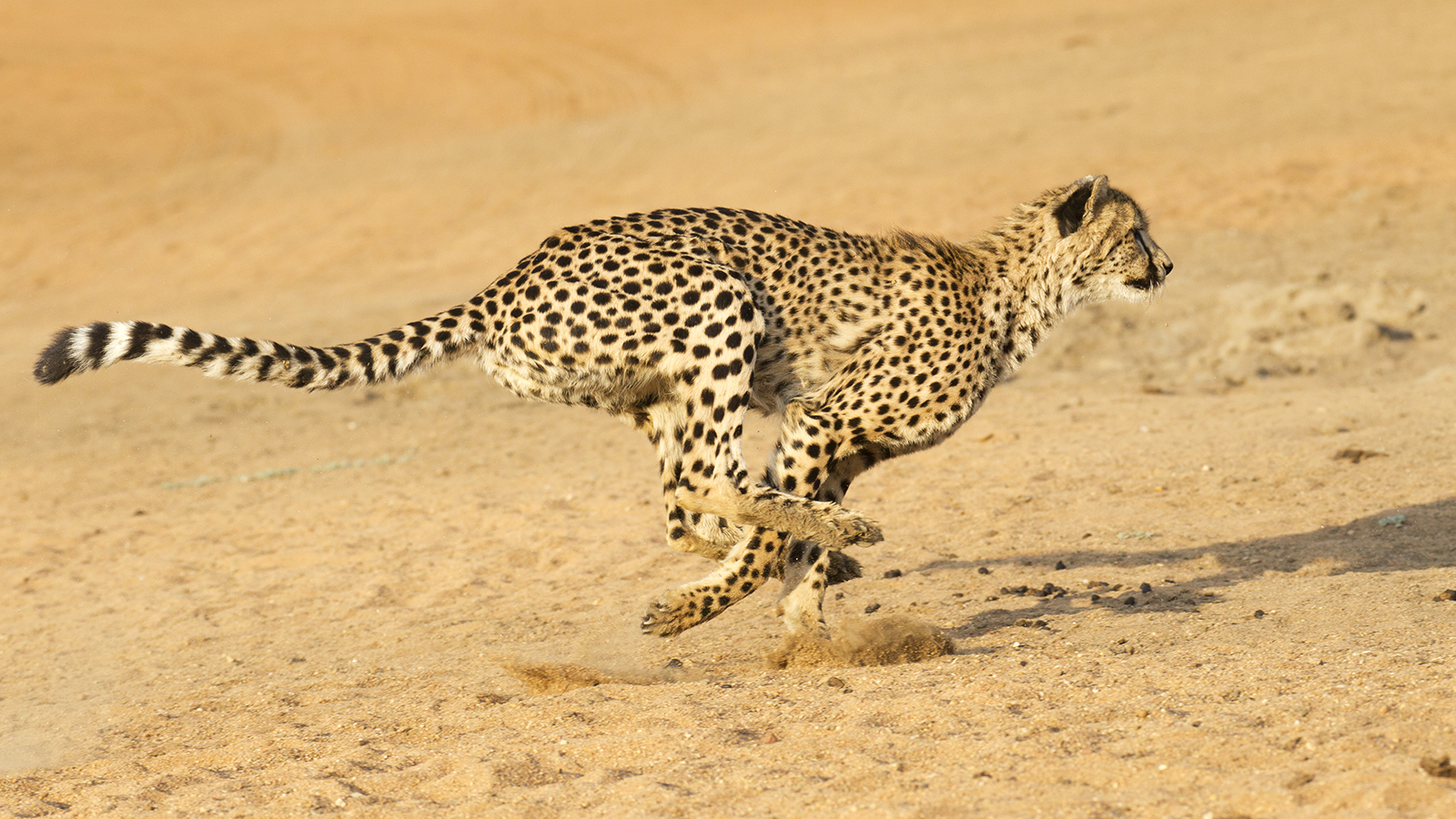 http://www.dreamstime.com/royalty-free-stock-photos-cheetah-running-acinonyx-jubatus-south-africa-image29434738